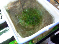 �����֤����