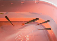 �����֤����