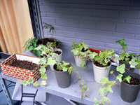  �����ӡ��ȥѥ�����ľ�������