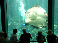  �ǥ��������� 