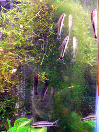  ���ȥ��󥯥륹 